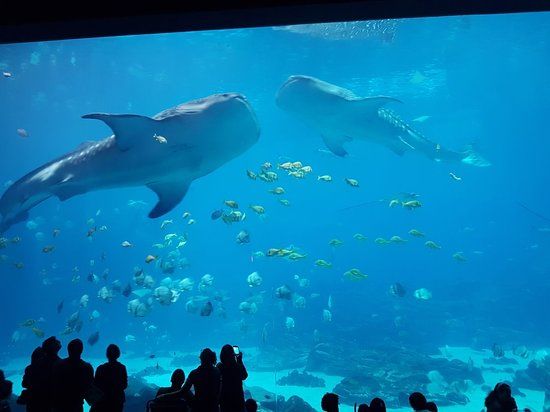 Acuario de Georgia